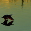 Kormoran velky - Phalacrocorax carbo - Great Cormorant 1224